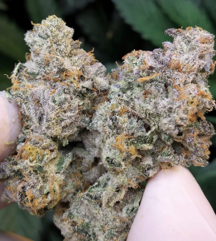 GASSCOTTI- 35%THC (special price $180oz) – Cannabis Dispensary Website